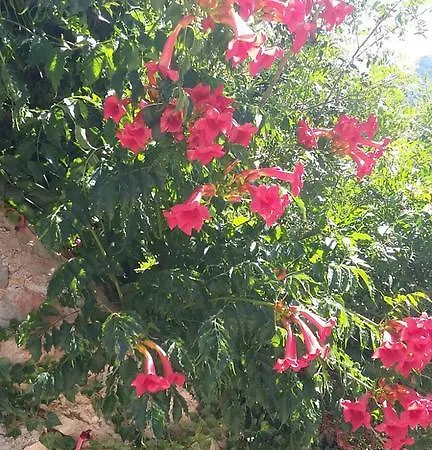 Son Niu Vell - La Hermossa * Valldemossa (Mallorca)